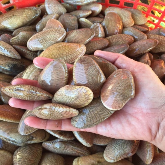 Ngao hoa tự nhiên